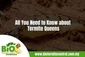 All You Need to Know about Termite Queens
