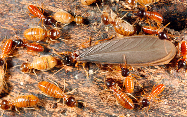 Benefits of Having a Termite Plan for Schools