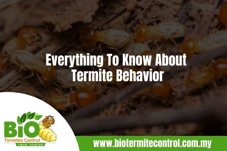 Everything To Know About Termite Behavior