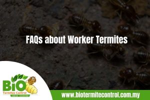 FAQs about Worker Termites