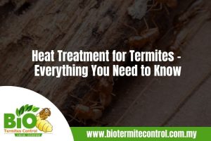 Heat Treatment for Termites – Everything You Need to Know