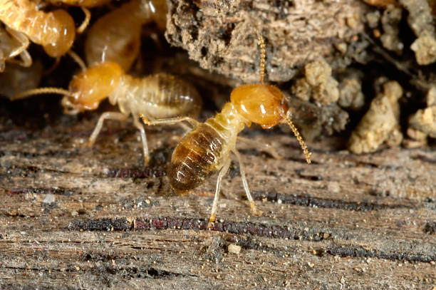 How Do I Get Rid of Termites