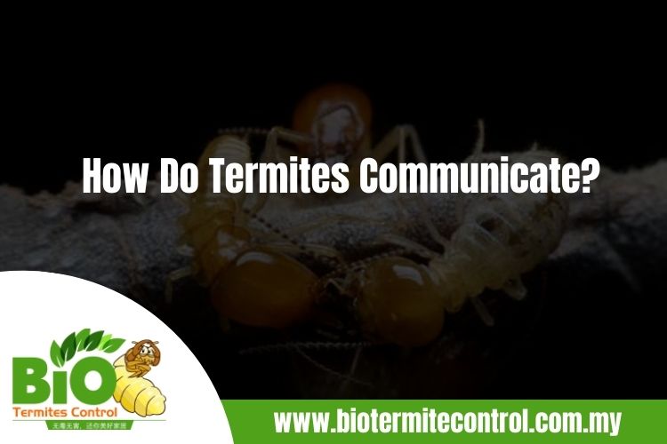 How Do Termites Communicate