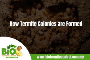 How Termite Colonies are Formed