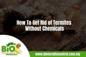 How To Get Rid of Termites Without Chemicals