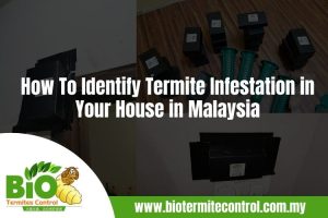 How To Identify Termite Infestation in Your House in Malaysia