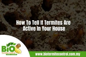 How To Tell If Termites Are Active In Your House (1)