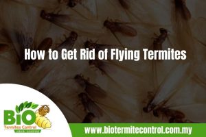 How to Get Rid of Flying Termites