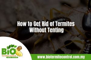 How to Get Rid of Termites Without Tenting (1)
