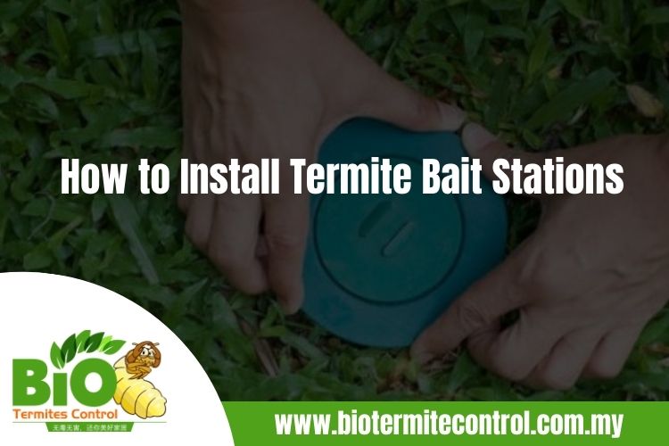How to Install Termite Bait Stations