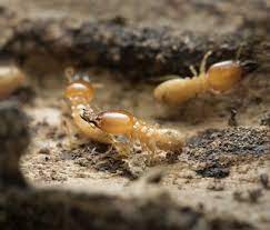 Ideal Habitat for Subterranean Termites