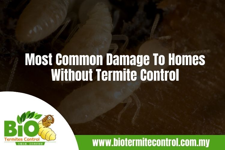 Most Common Damage To Homes Without Termite Control