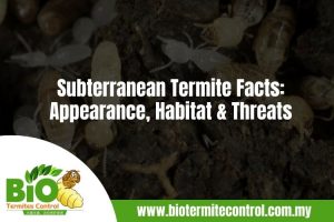 Subterranean Termite Facts Appearance, Habitat & Threats