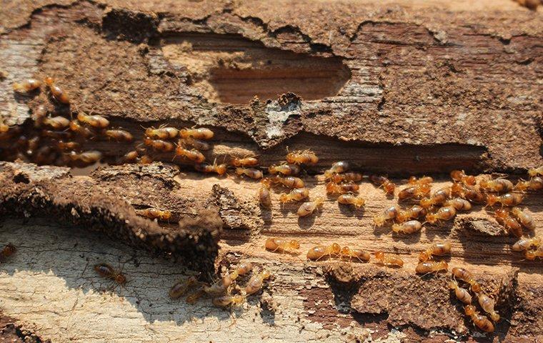 Termite Damage Is Caused by Termite Infestations