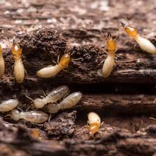 Termite Extermination