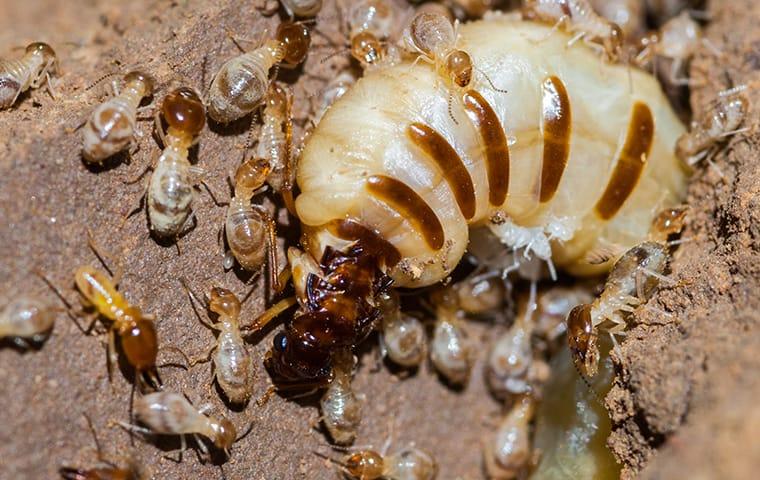 Termite Queen Identification