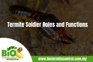 Termite Soldier Roles and Functions