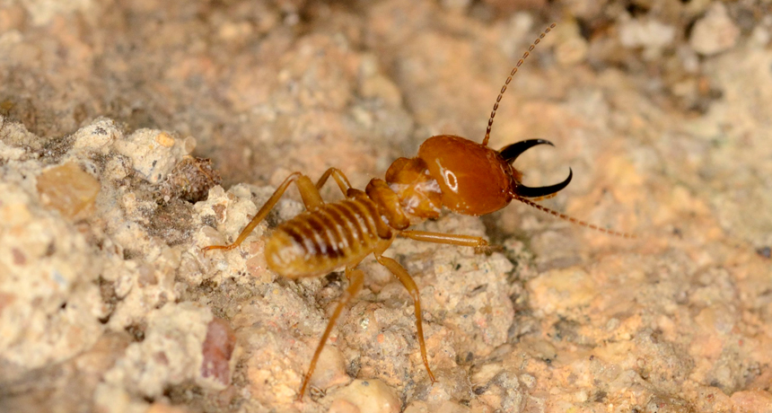 Termite Soldiers
