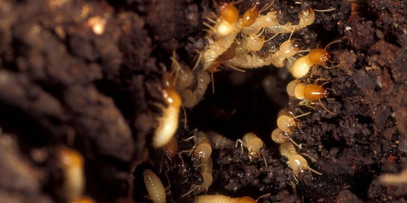 Termite Usually Live In Wet Wood