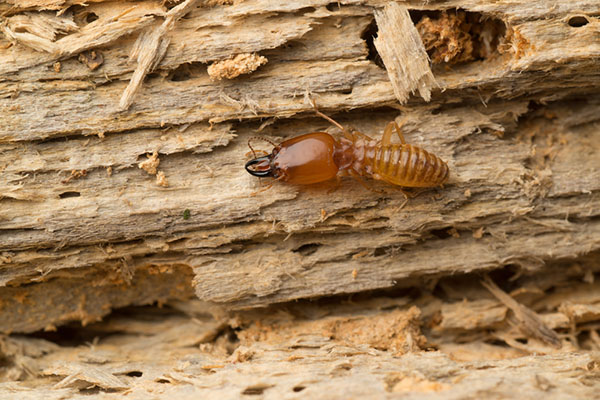 Termites Are Hard to Detect