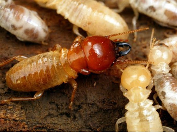 Termites’ Intentions Are Natural