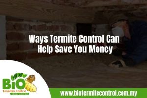 Ways Termite Control Can Help Save You Money