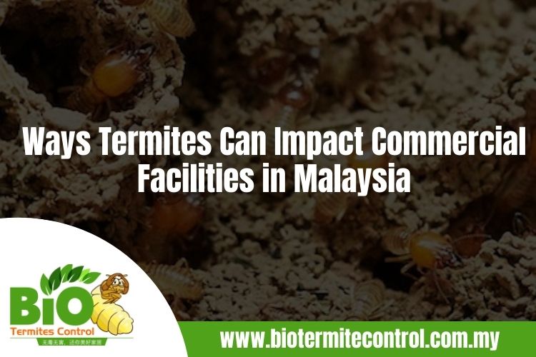 Ways Termites Can Impact Commercial Facilities in Malaysia (1)