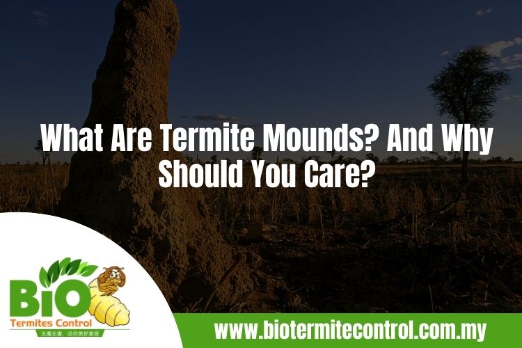 What Are Termite Mounds And Why Should You Care