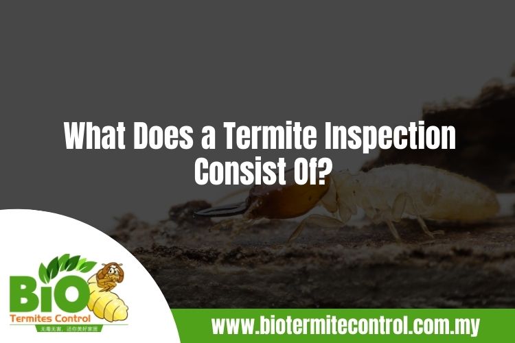 What Does a Termite Inspection Consist Of