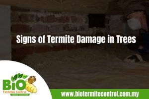 Why Is Termite Proofing Necessary For Both Residential And Commercial Buildings in Malaysia
