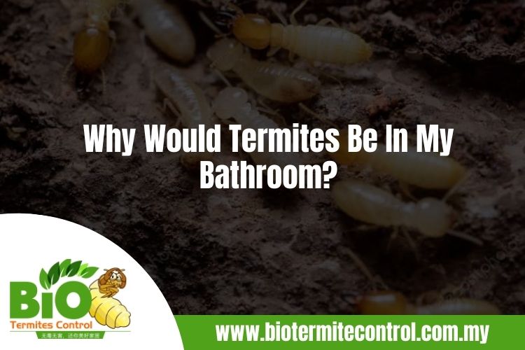 Why Would Termites Be In My Bathroom