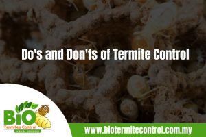 Do's and Don'ts of Termite Control